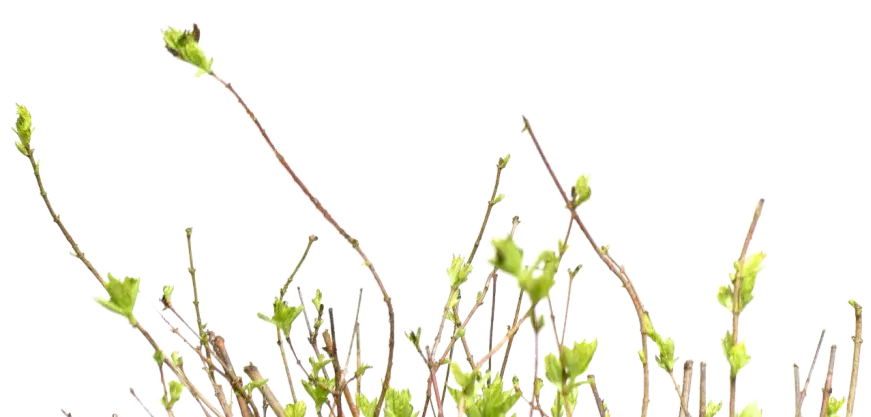 植物草本植物花PNG免抠图片