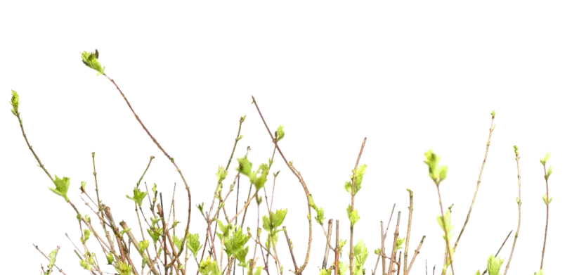 植物绿色草本植物PNG免抠图片