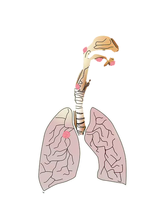 蛇爬行/两栖动物生物学PNG免抠图片