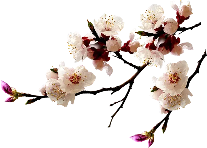 杏花花植物PNG免抠图片