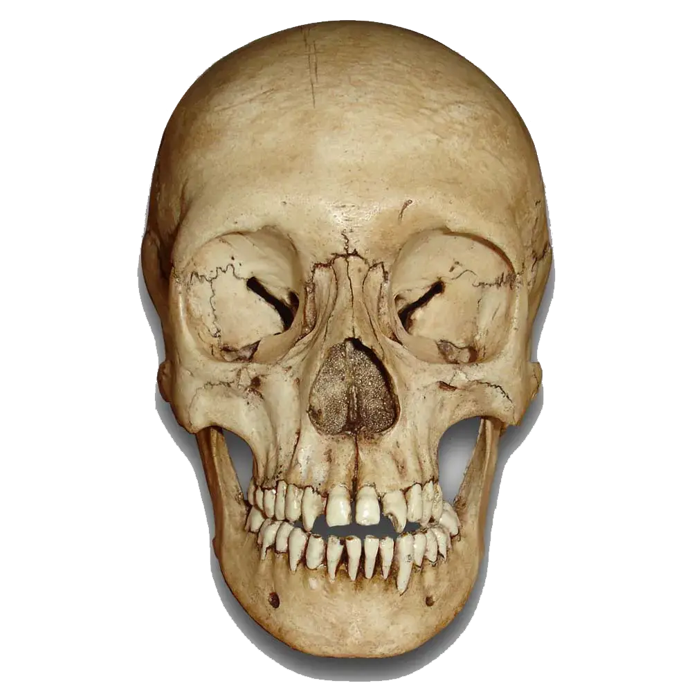 头骨惊骇白色颅骨PNG免抠图片