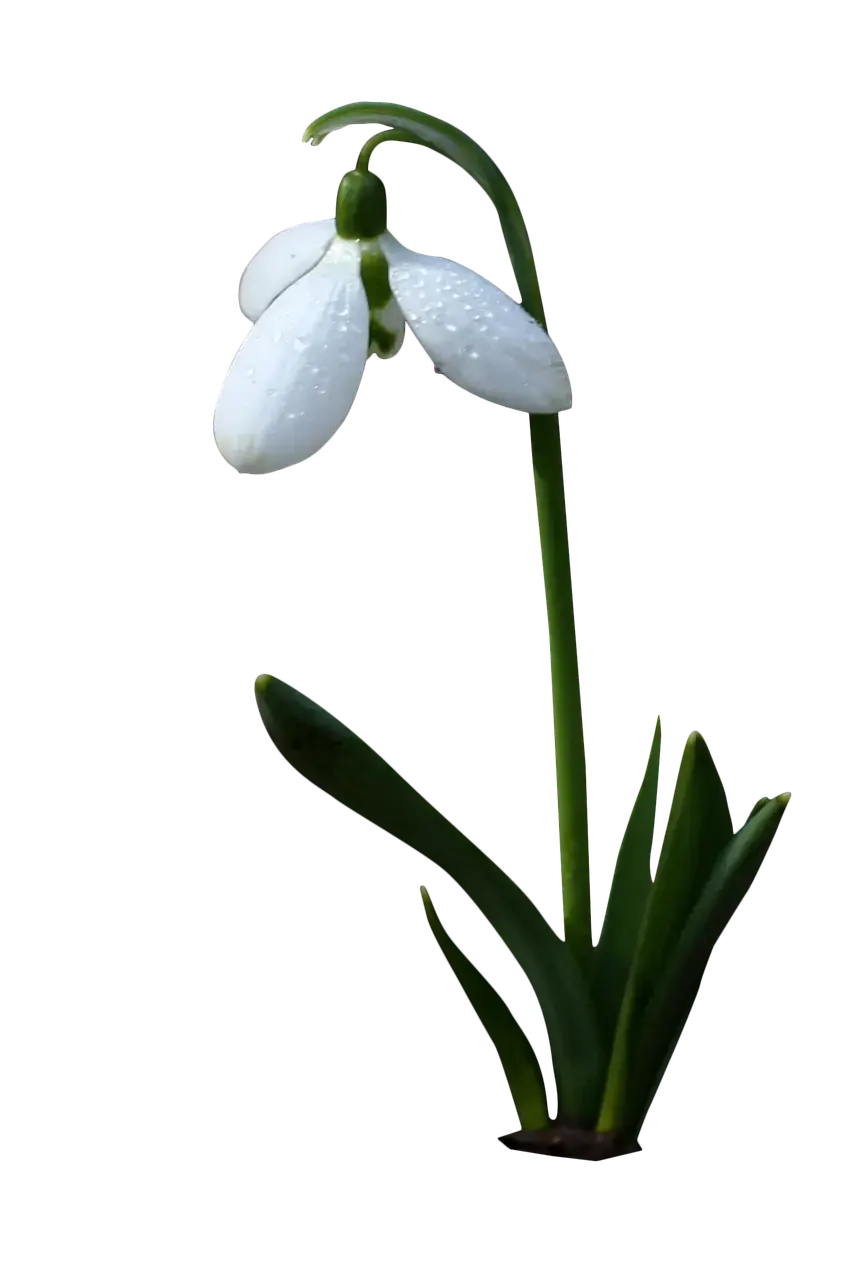 雪莲花png免扣图