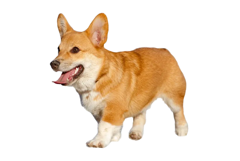 Corgi透明PNG免抠图片