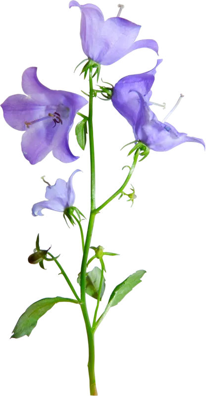 花凌霄花藤蔓植物钟花PNG免抠图