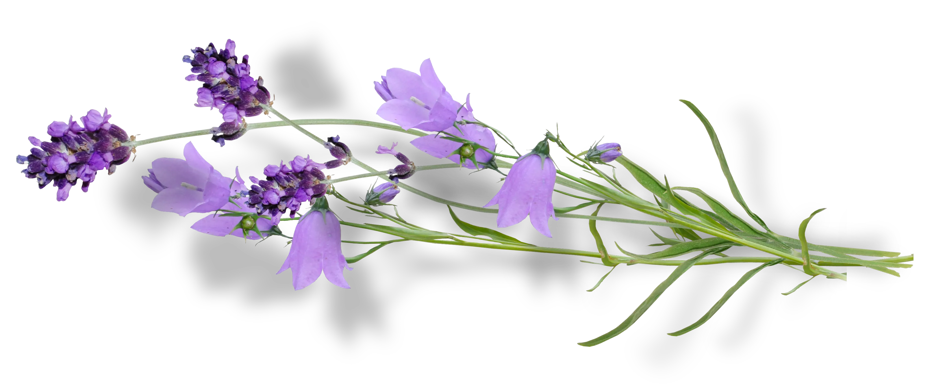 植物花叶子钟花PNG免抠图片