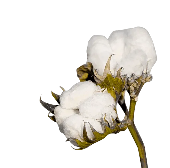 梨花植物花棉PNG免抠图片