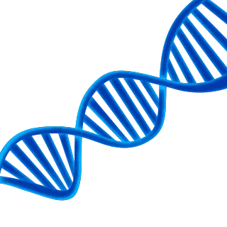 生物学椅子染色体dnaPNG免抠图片