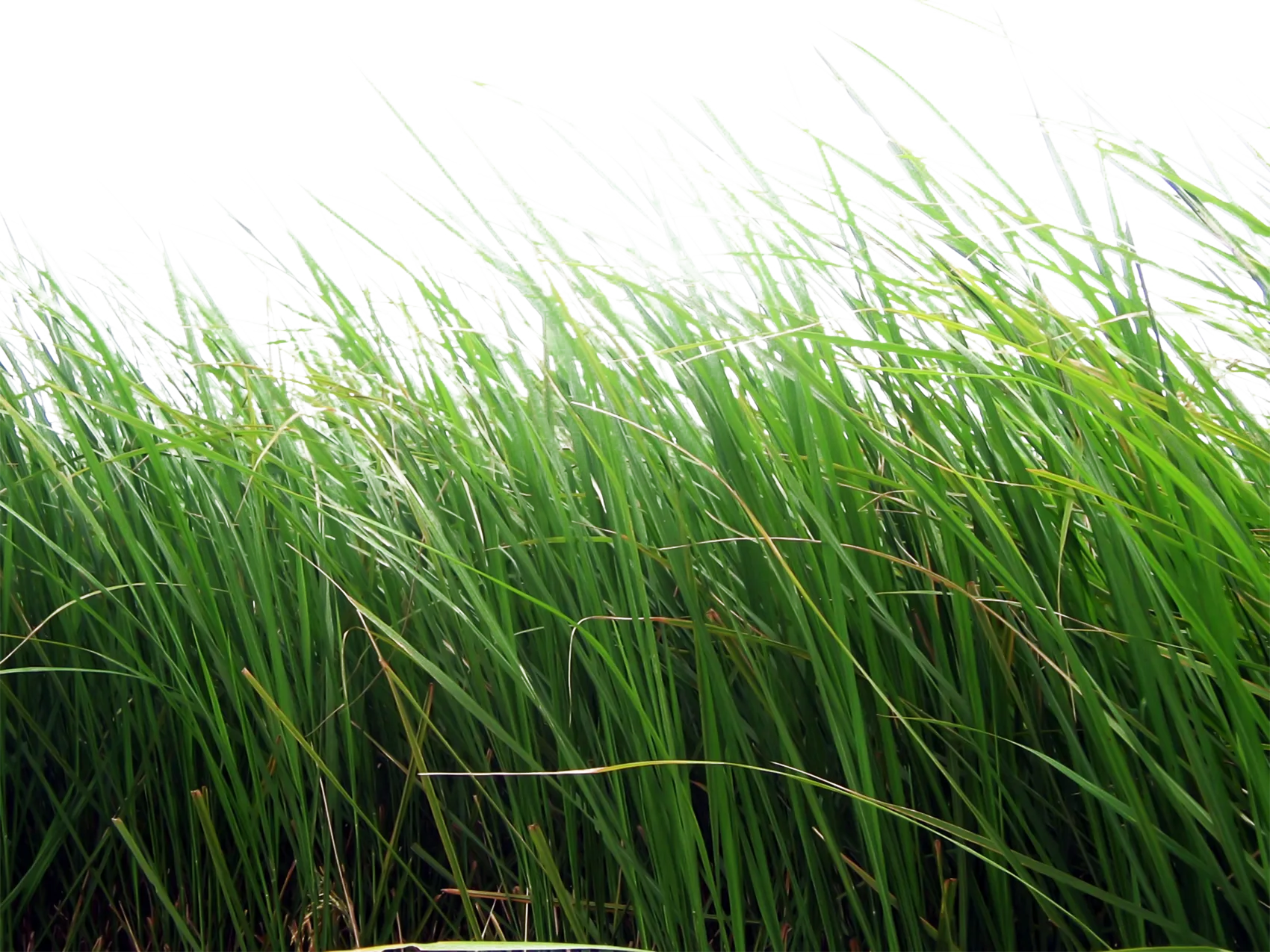 植物自然绿色草PNG免抠图片