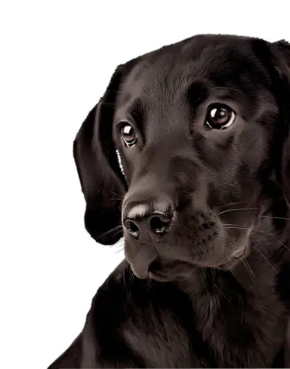 狗食肉目动物拉布拉多猎犬PNG免抠图片