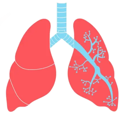 萝卜呼吸生物学肺PNG免抠图片