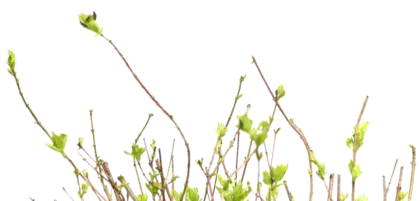 植物草本植物花PNG免抠图片