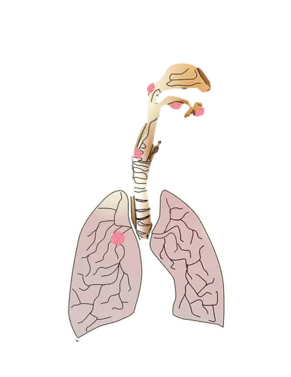 蛇爬行/两栖动物生物学PNG免抠图片