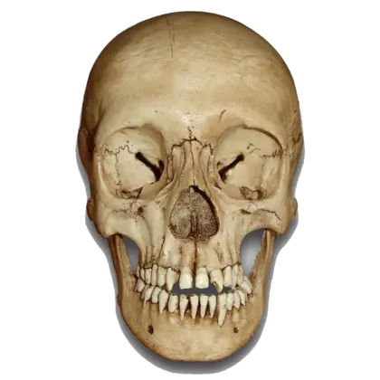头骨惊骇白色颅骨PNG免抠图片